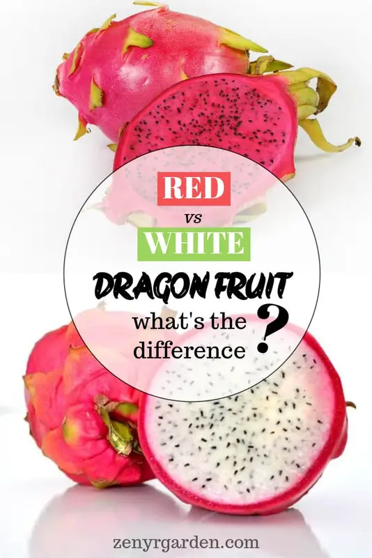 Red vs White Dragon Fruit: What's The Difference?